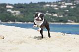 BOSTON TERRIER 314